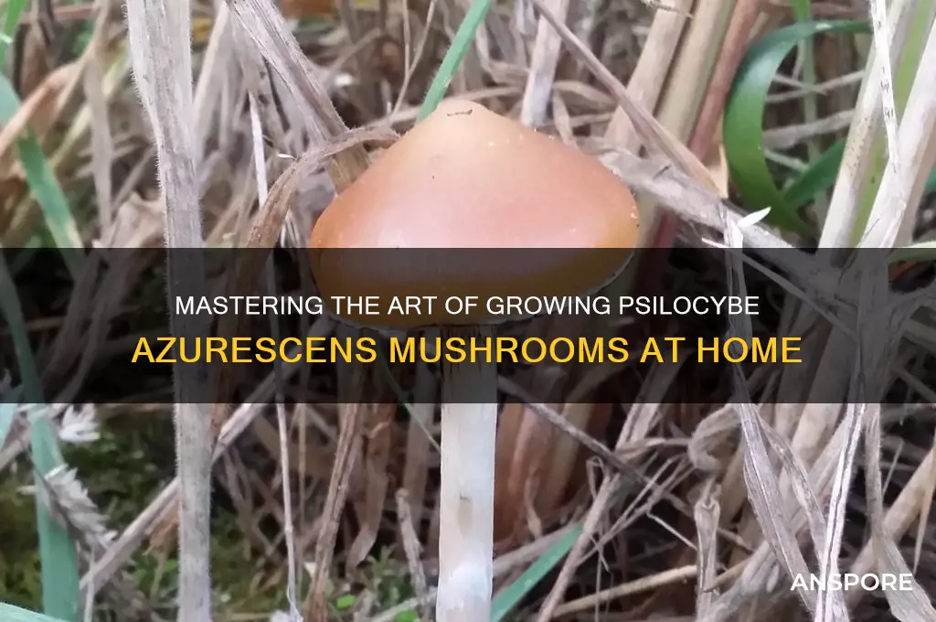 how to grow azurescens mushroom