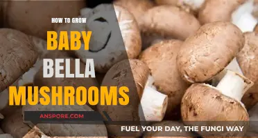 Mastering Baby Bella Mushroom Cultivation: Simple Steps for Abundant Harvests