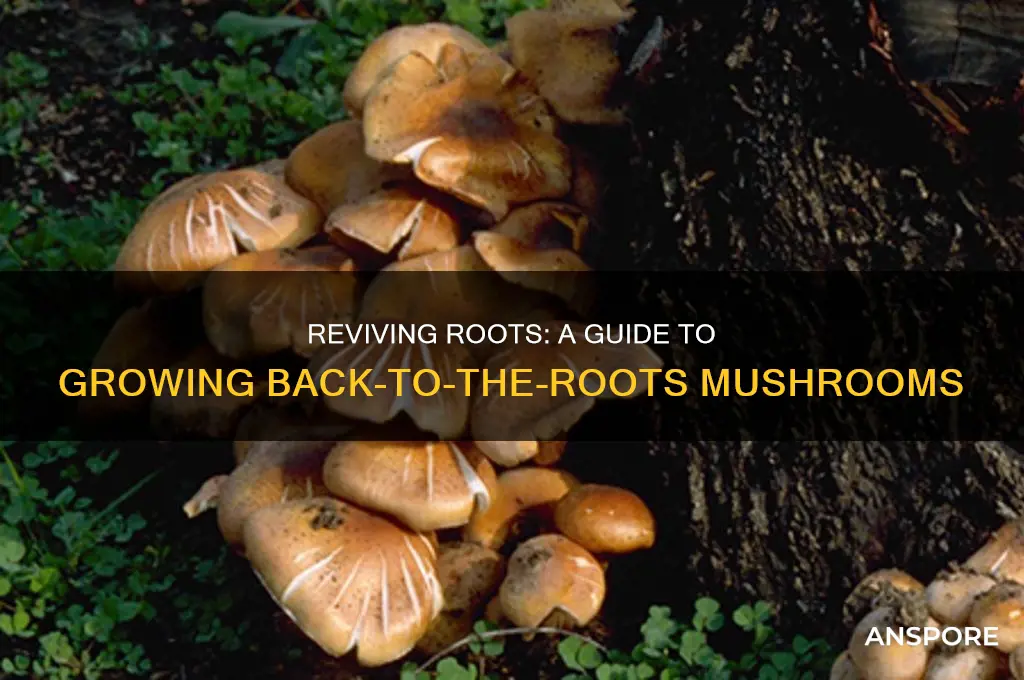 how to grow back to the roots mushrooms