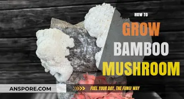 Mastering Bamboo Mushroom Cultivation: A Step-by-Step Growing Guide
