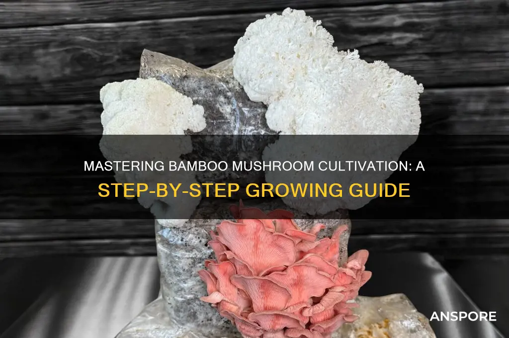how to grow bamboo mushroom