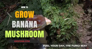 Cultivating Banana Mushrooms: A Step-by-Step Growing Guide for Success