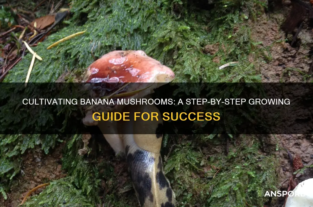 how to grow banana mushroom