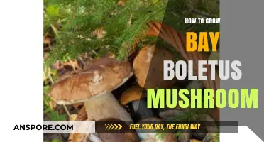 Mastering Bay Boletus Cultivation: A Step-by-Step Mushroom Growing Guide