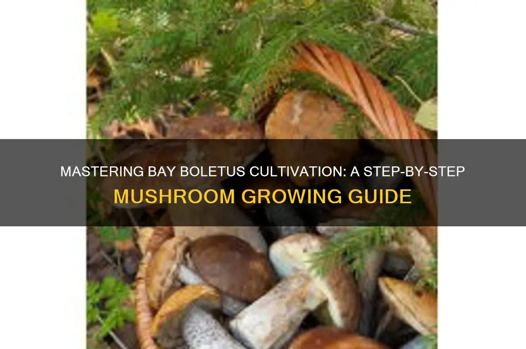 how to grow bay boletus mushrooms