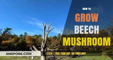 Mastering Beech Mushroom Cultivation: Simple Steps for Abundant Harvests