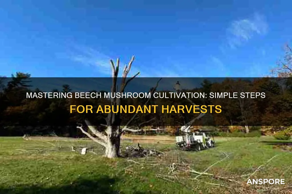 how to grow beech mushrooms