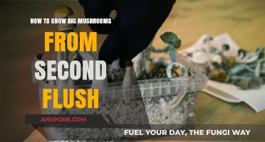 Maximizing Second Flush: Techniques for Growing Large, Healthy Mushrooms