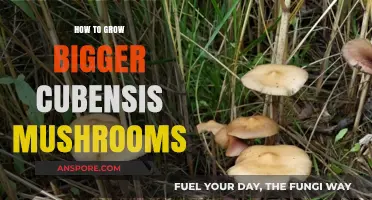 Mastering Cubensis Cultivation: Techniques for Growing Larger Mushrooms