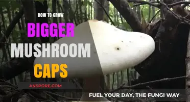 Maximizing Mushroom Cap Size: Expert Tips for Bigger, Healthier Harvests