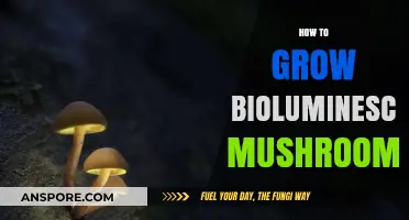 Cultivating Glowing Mushrooms: A Guide to Growing Bioluminescent Fungi