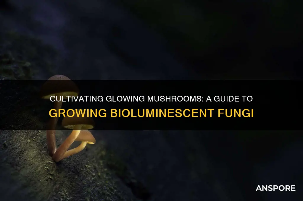 how to grow bioluminescent mushrooms