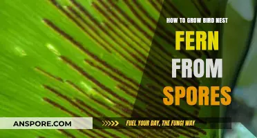 Growing Bird's Nest Ferns: A Step-by-Step Spore Propagation Guide