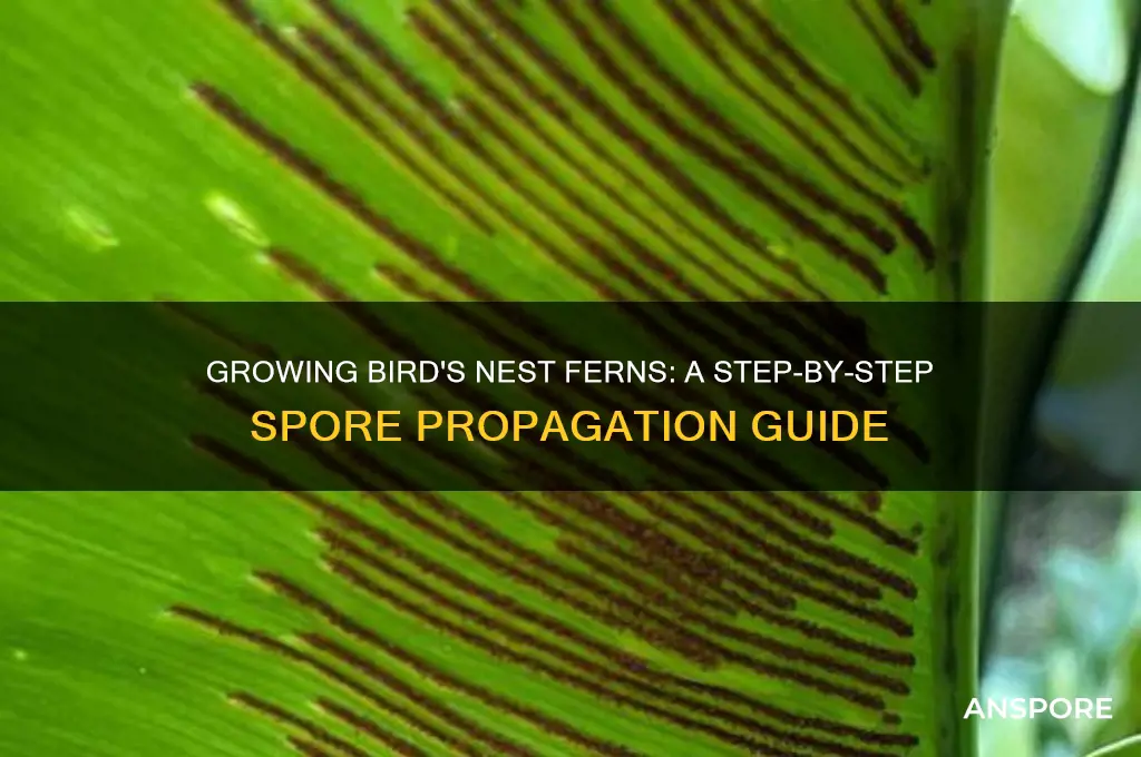how to grow bird nest fern from spores