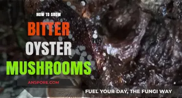 Mastering Bitter Oyster Mushroom Cultivation: A Step-by-Step Growing Guide