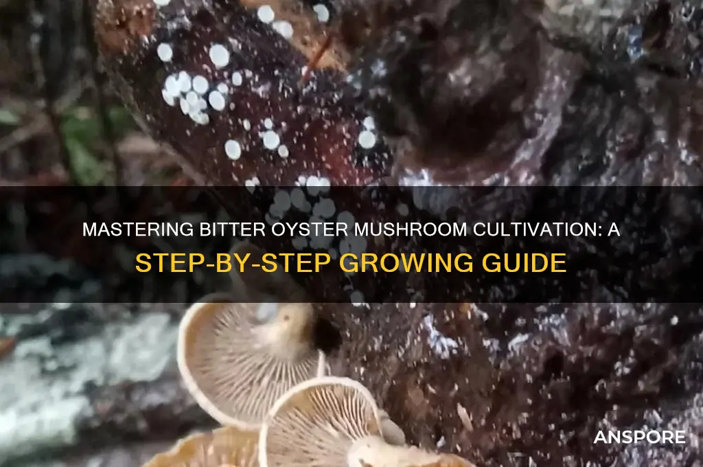 how to grow bitter oyster mushrooms