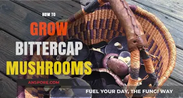 Mastering Bittercap Mushroom Cultivation: A Step-by-Step Growing Guide