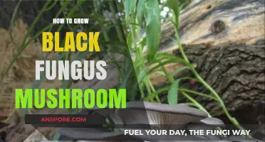 Mastering Black Fungus Mushroom Cultivation: A Comprehensive Growing Guide