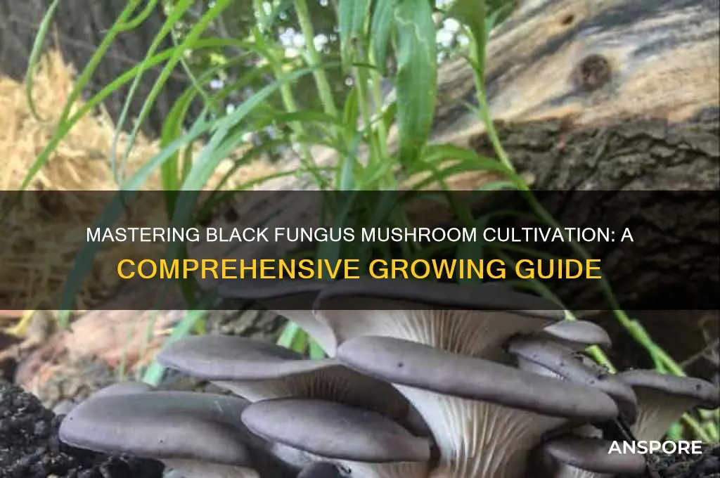 how to grow black fungus mushroom