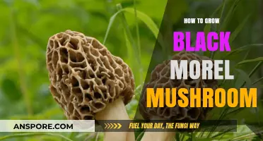 Mastering Morel Cultivation: A Guide to Growing Black Morel Mushrooms