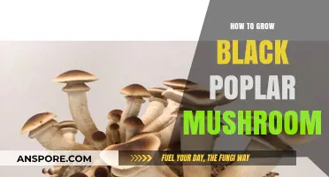 Mastering Black Poplar Mushroom Cultivation: A Step-by-Step Growing Guide