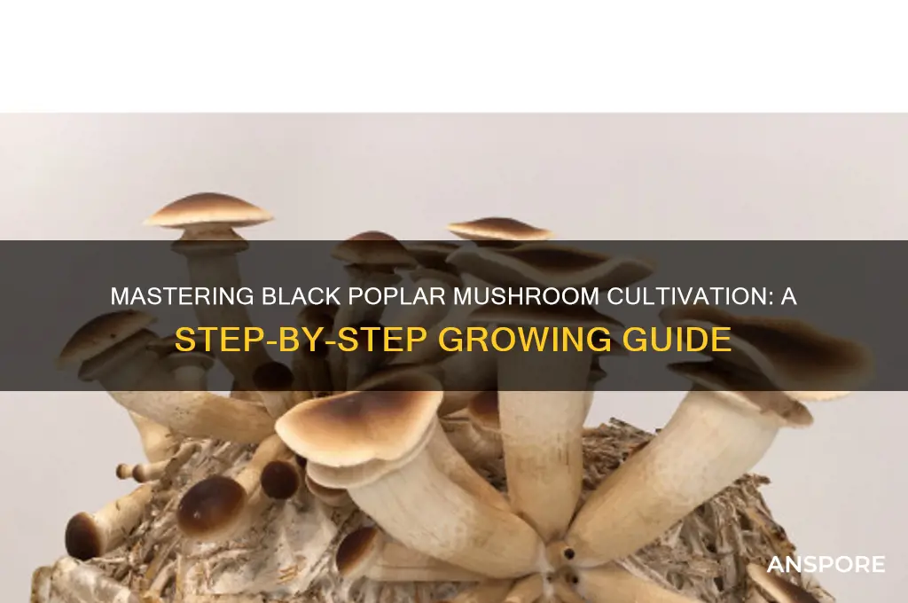how to grow black poplar mushrooms