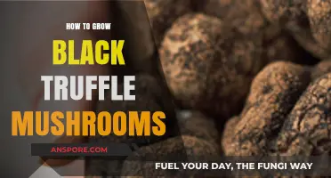 Mastering Black Truffle Cultivation: A Comprehensive Guide to Growing Gourmet Mushrooms