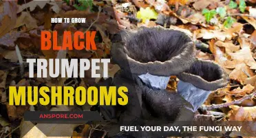 Mastering Black Trumpet Mushroom Cultivation: A Step-by-Step Growing Guide