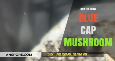 Mastering Blue Cap Mushroom Cultivation: A Comprehensive Growing Guide