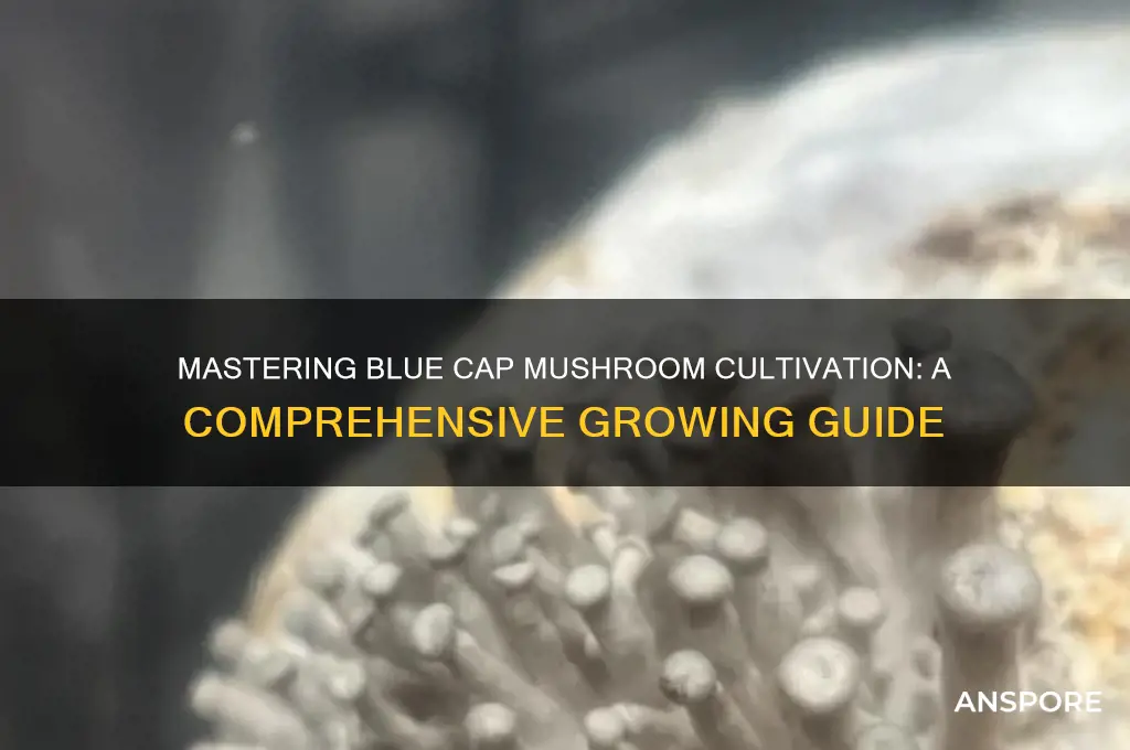 how to grow blue cap mushrooms