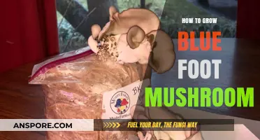 Cultivating Blue Foot Mushrooms: A Step-by-Step Growing Guide