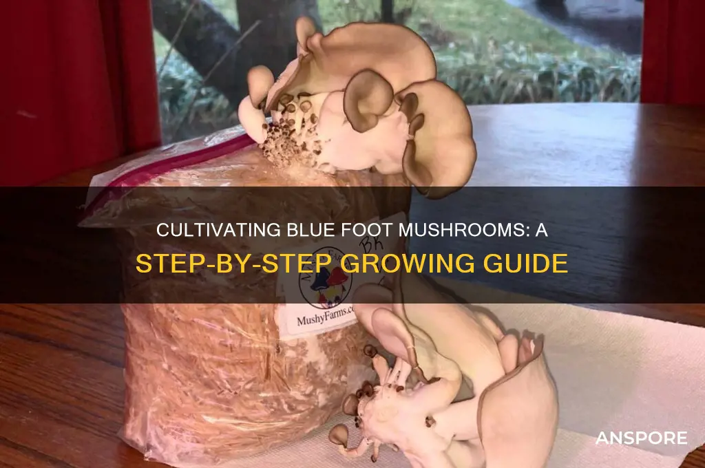 how to grow blue foot mushroom