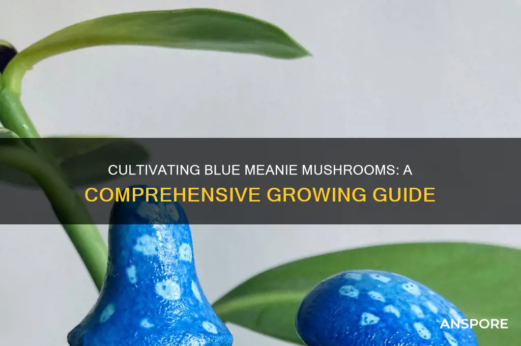 how to grow blue meanie mushrooms