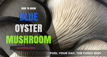 Mastering Blue Oyster Mushroom Cultivation: Simple Steps for Abundant Harvests