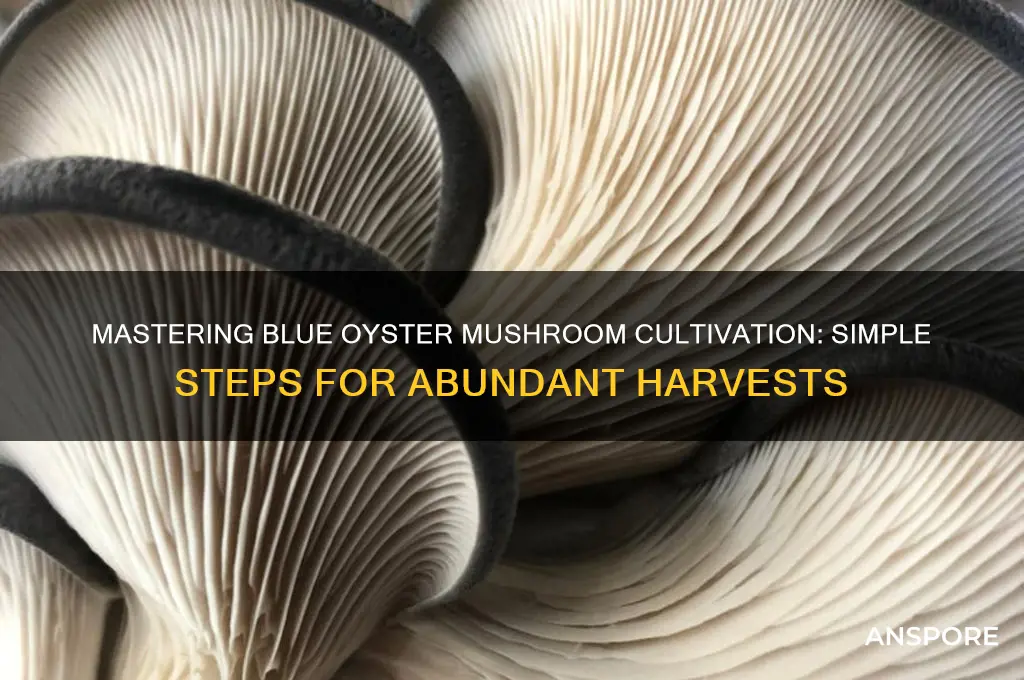 how to grow blue oyster mushroom