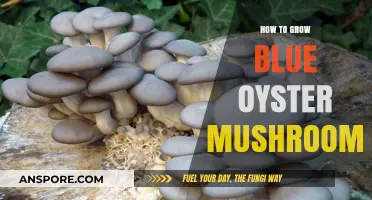 Mastering Blue Oyster Mushroom Cultivation: Simple Steps for Abundant Harvests