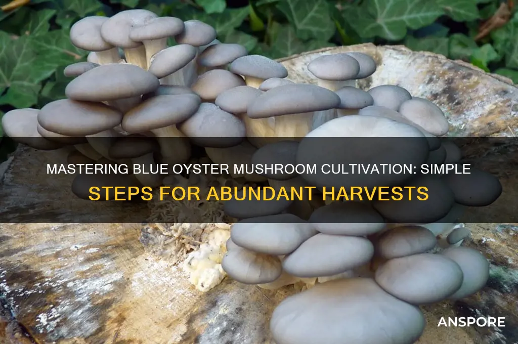 how to grow blue oyster mushrooms