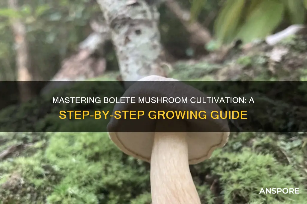 how to grow bolete mushrooms