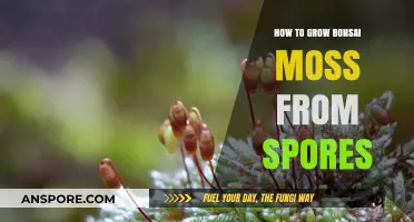 Mastering Bonsai Moss Cultivation: A Guide to Growing from Spores
