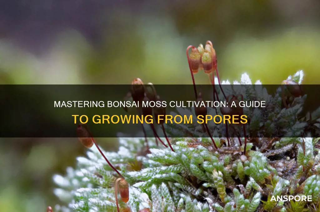 how to grow bonsai moss from spores