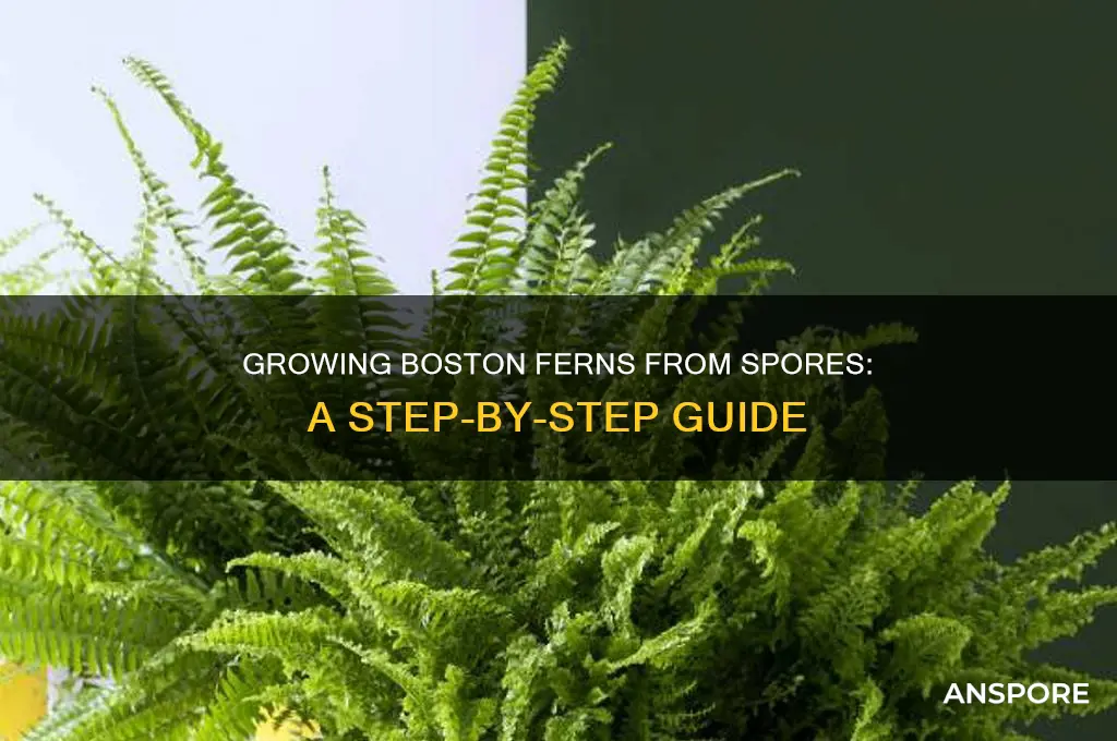how to grow boston ferns from spores