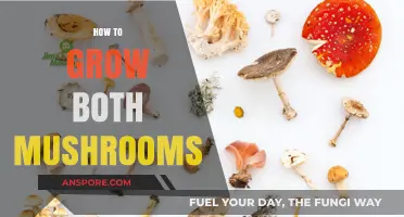 Mastering Mushroom Cultivation: Tips for Growing Two Varieties Successfully