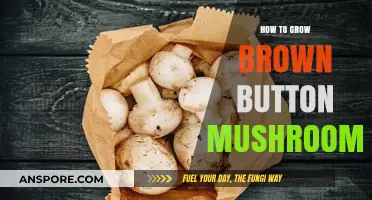 Mastering Brown Button Mushroom Cultivation: Simple Steps for Abundant Harvests