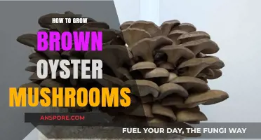 Mastering Brown Oyster Mushroom Cultivation: Simple Steps for Abundant Harvests