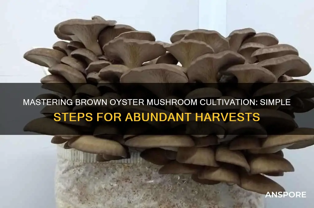 how to grow brown oyster mushrooms