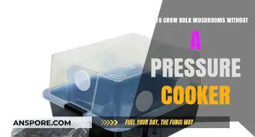 Easy Mushroom Cultivation: Growing Bulk Mushrooms Without a Pressure Cooker