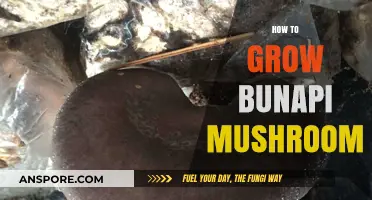 Mastering Bunapi Mushroom Cultivation: Simple Steps for Abundant Harvests