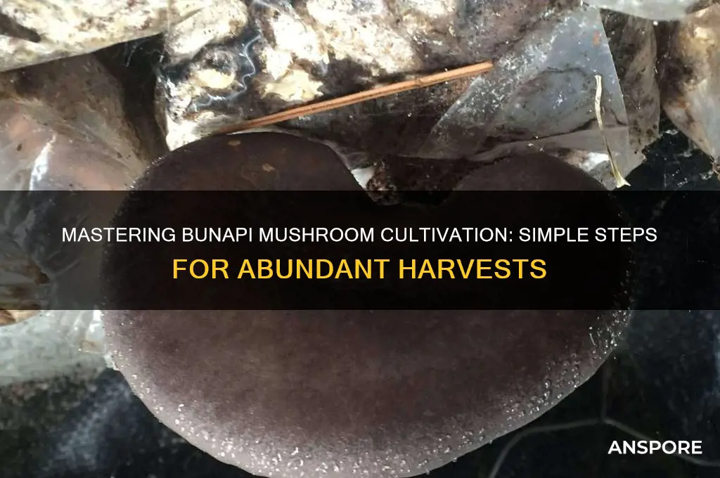 how to grow bunapi mushroom