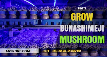 Mastering Bunashimeji Cultivation: A Step-by-Step Mushroom Growing Guide