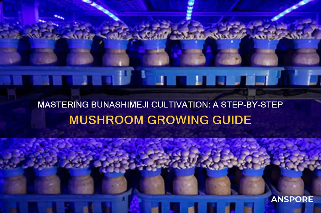 how to grow bunashimeji mushrooms